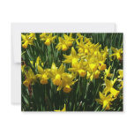 Yellow Daffodils I Cheery Spring Flowers