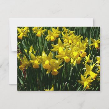 Yellow Daffodils I Cheery Spring Flowers by mlewallpapers at Zazzle