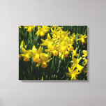 Yellow Daffodils I Cheery Spring Flowers Canvas Print