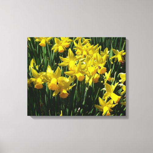 Yellow Daffodils I Cheery Spring Flowers Canvas Print