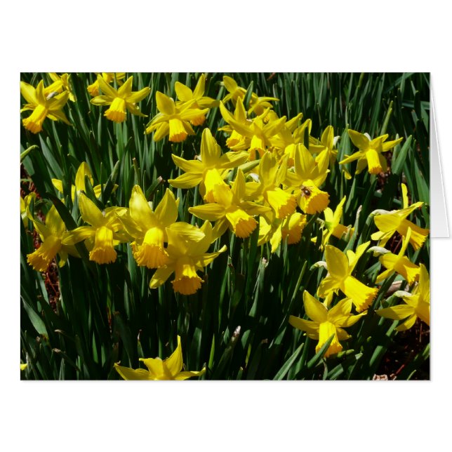 Yellow Daffodils I Cheery Spring Flowers Card (Front Horizontal)