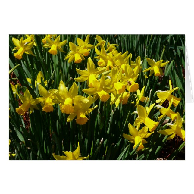 Yellow Daffodils I Cheery Spring Flowers Cards (Front Horizontal)