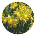Yellow Daffodils I Cheery Spring Flowers Classic Round Sticker