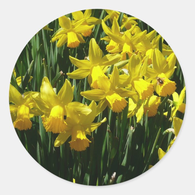 Yellow Daffodils I Cheery Spring Flowers Classic Round Sticker (Front)