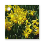 Yellow Daffodils I Cheery Spring Flowers Favor Tags