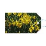 Yellow Daffodils I Cheery Spring Flowers Gift Tags
