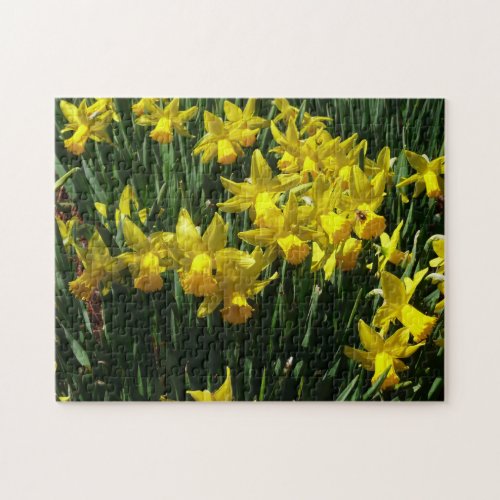Yellow Daffodils I Cheery Spring Flowers Jigsaw Puzzle