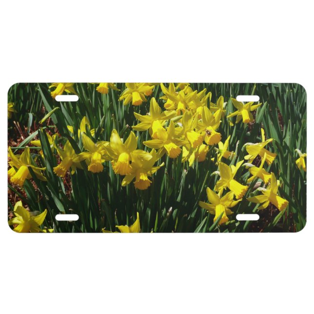 Yellow Daffodils I Cheery Spring Flowers License Plate (Front)