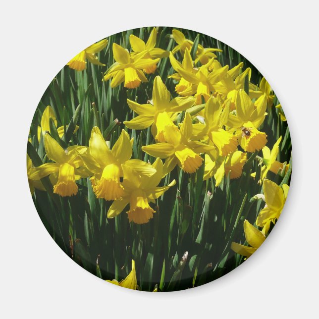 Yellow Daffodils I Cheery Spring Flowers Magnet (Front)