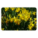 Yellow Daffodils I Cheery Spring Flowers Magnet