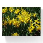 Yellow Daffodils I Cheery Spring Flowers Paperweight