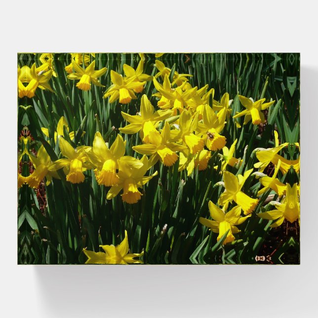 Yellow Daffodils I Cheery Spring Flowers Paperweight (Front)