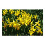 Yellow Daffodils I Cheery Spring Flowers Photo Print