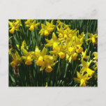 Yellow Daffodils I Cheery Spring Flowers Postcard