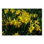 Yellow Daffodils I Cheery Spring Flowers Poster