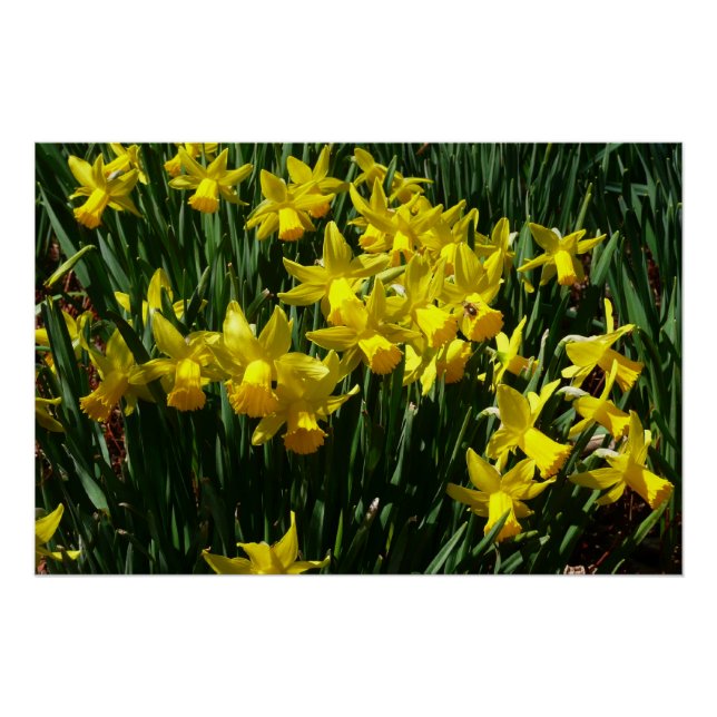 Yellow Daffodils I Cheery Spring Flowers Poster (Front)