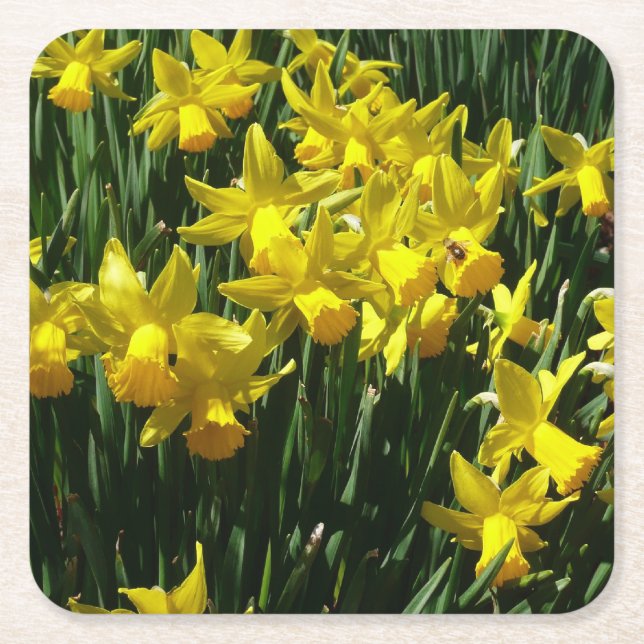 Yellow Daffodils I Cheery Spring Flowers Square Paper Coaster (Front)
