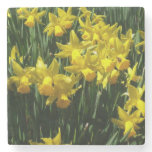 Yellow Daffodils I Cheery Spring Flowers Stone Coaster
