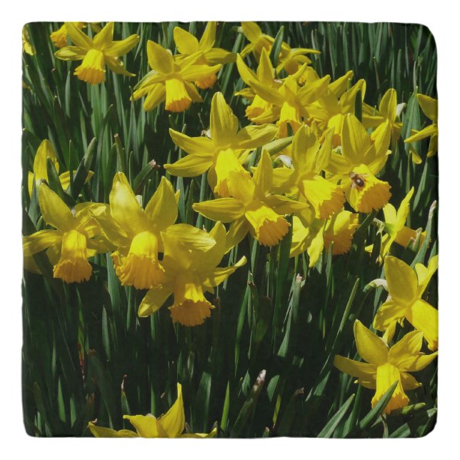 Yellow Daffodils I Cheery Spring Flowers Trivet (Front)