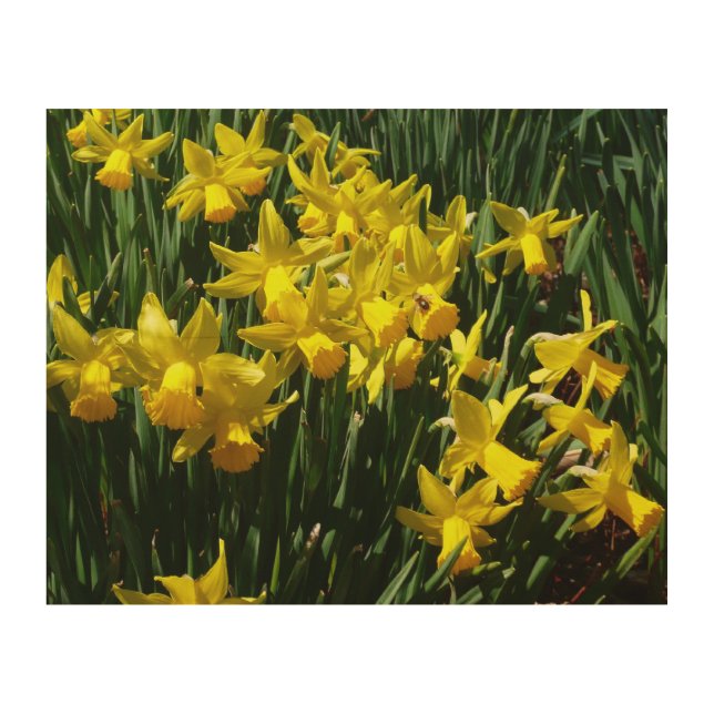 Yellow Daffodils I Cheery Spring Flowers Wood Wall Art (Front)