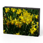 Yellow Daffodils I Cheery Spring Flowers Wooden Box Sign