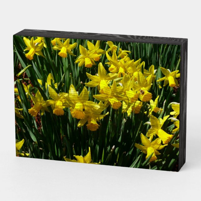 Yellow Daffodils I Cheery Spring Flowers Wooden Box Sign (Angled Horizontal)