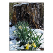 Yellow Daffodils in the snow (Front)
