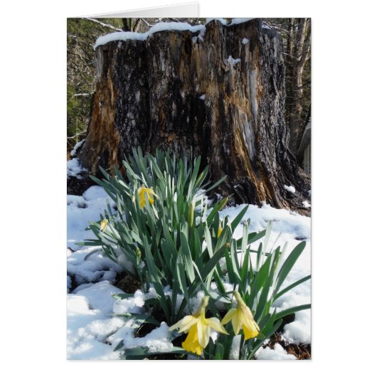Yellow Daffodils in the snow (Front)