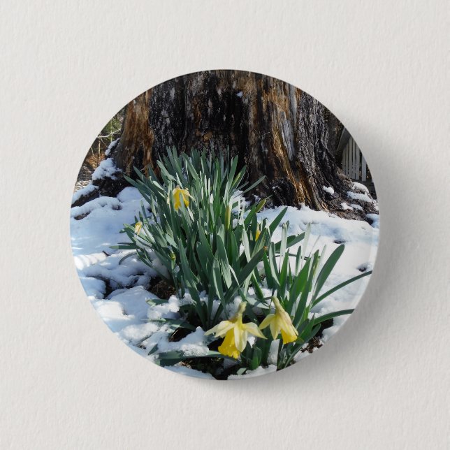 Yellow Daffodils in the snow Button (Front)