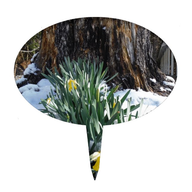 Yellow Daffodils in the snow Cake Topper (Front)