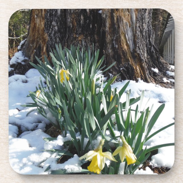 Yellow Daffodils in the snow Drink Coaster (Front)