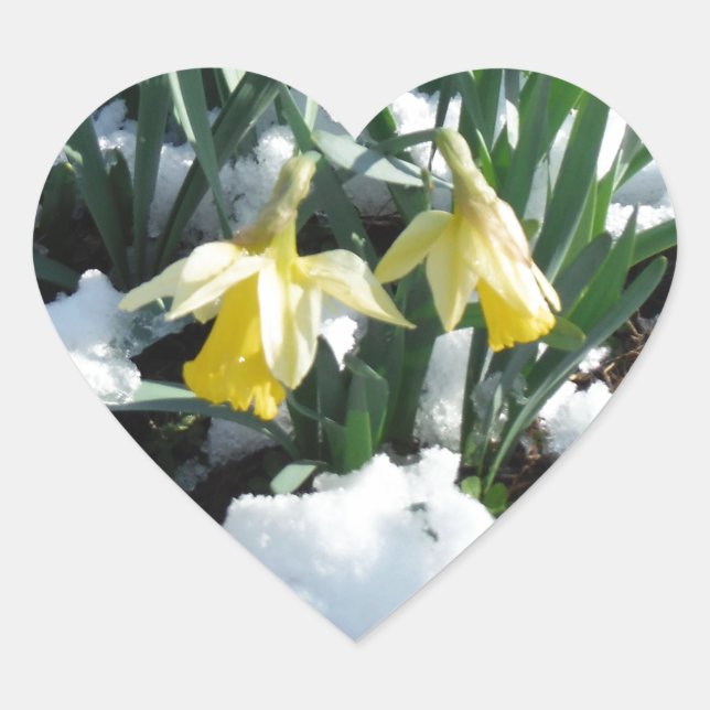 Yellow Daffodils in the snow Heart Sticker (Front)