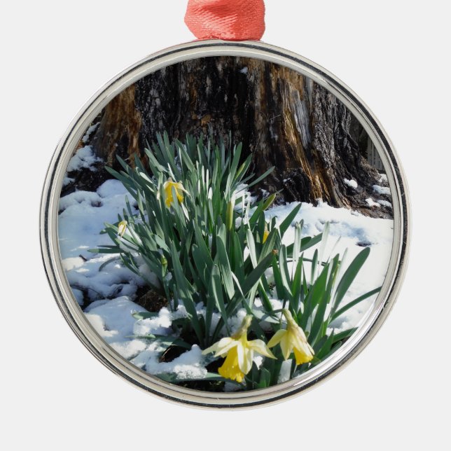 Yellow Daffodils in the snow Metal Ornament (Front)