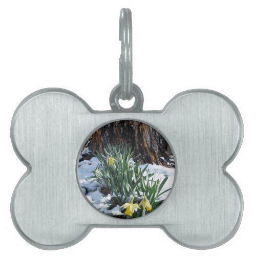 Yellow Daffodils in the snow Pet Tag