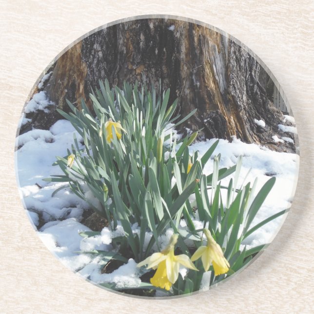 Yellow Daffodils in the snow Sandstone Coaster (Front)
