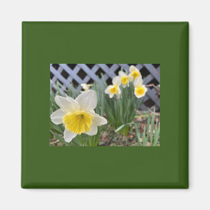Yellow Daffodils Magnet