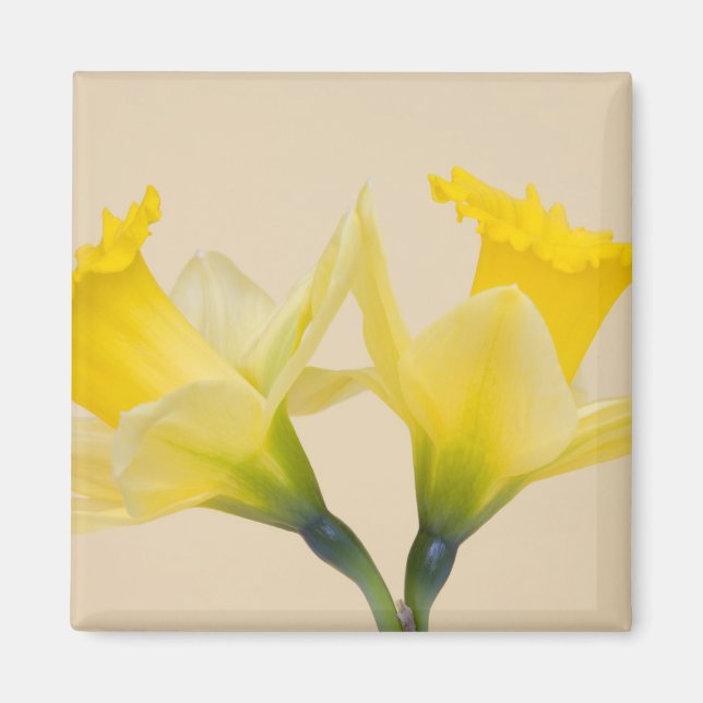 Yellow daffodils magnet (Front)