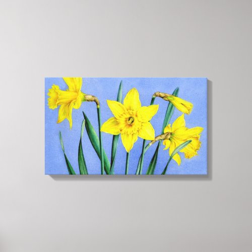 Yellow daffodils on blue canvas wrap print