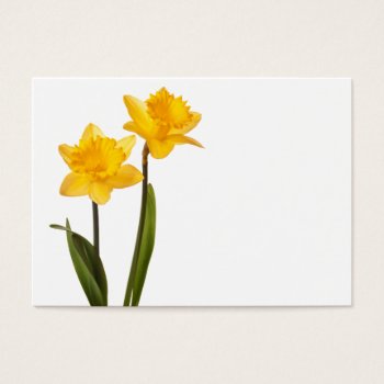 Yellow Daffodils On White - Daffodil Flower Blank by SilverSpiral at Zazzle