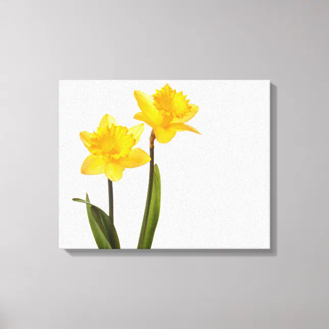 Yellow Daffodils on White - Daffodil Flower Blank Canvas Print | Zazzle