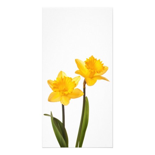 Yellow Daffodils on White _ Daffodil Flower Blank Card