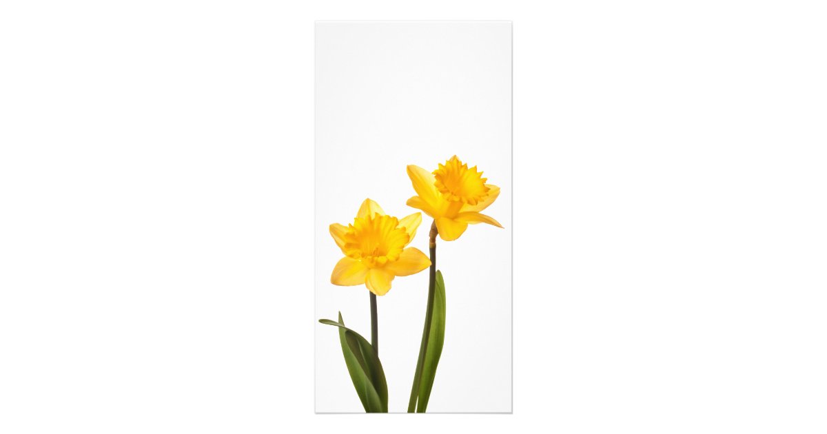 Yellow Daffodils on White - Daffodil Flower Blank Card | Zazzle