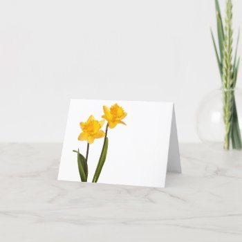 Yellow Daffodils On White - Daffodil Flower Blank Card by SilverSpiral at Zazzle