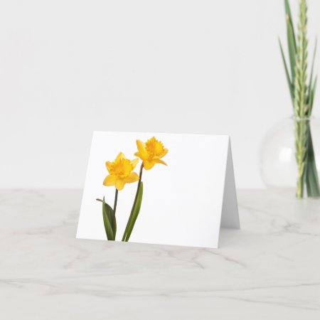 Yellow Daffodils On White - Daffodil Flower Blank Card