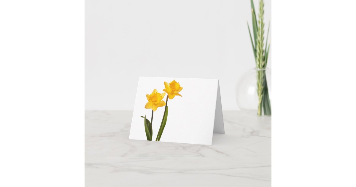 Yellow Daffodils on White - Daffodil Flower Blank Card | Zazzle