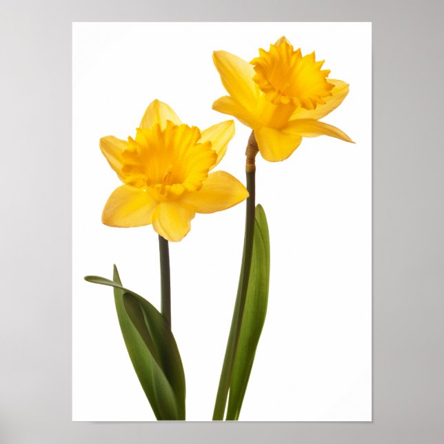 Yellow Daffodils on White - Daffodil Flower Blank Poster (Front)