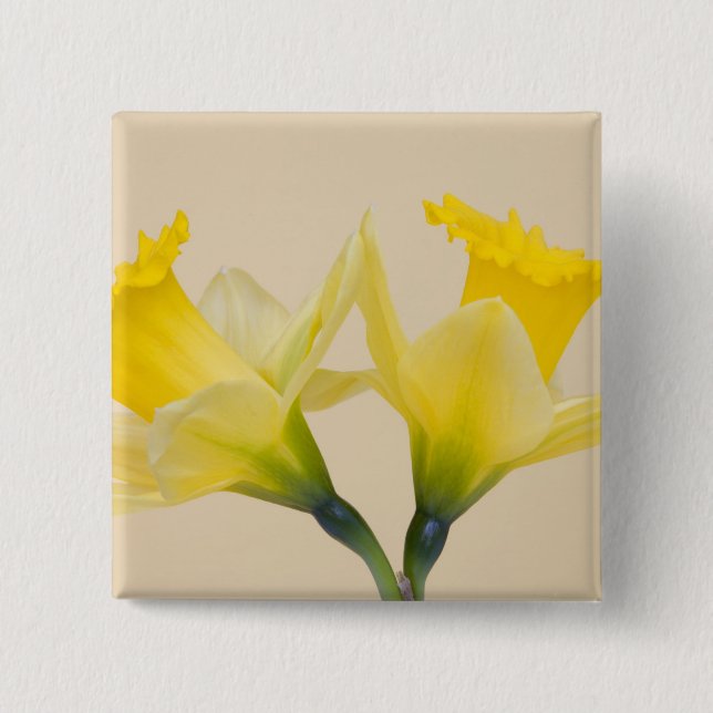Yellow daffodils pinback button (Front)