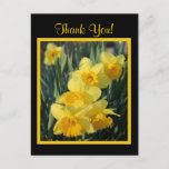 Yellow Daffodils Postcard at Zazzle