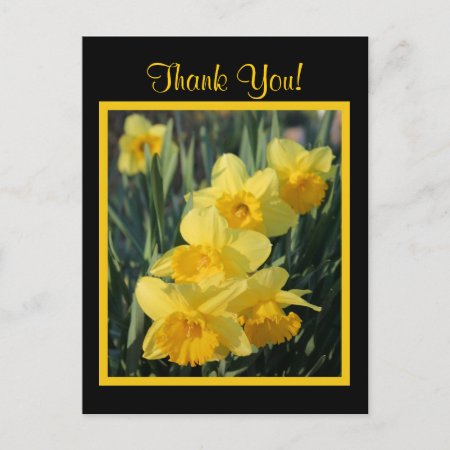 Yellow Daffodils Postcard