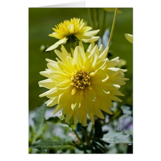 Yellow Dahlia Card (Front)